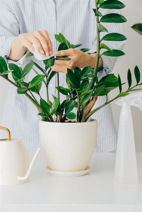 睡房植物風水|風水植物｜不只富貴竹！7款招財/招桃花植物推介+不可不知風水 